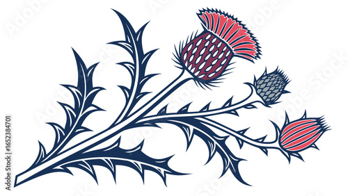 Illustration of a scottish thistle with detailed leaves and flower heads on a white background