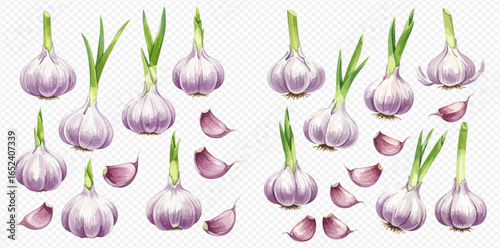 A realistic illustration set of whole garlic bulbs, sprouting garlic, and separated cloves on a transparent background.