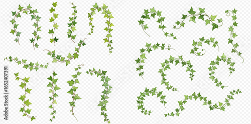 A collection of realistic green ivy vines, lianas, and climbing plants isolated on a transparent background for decoration.