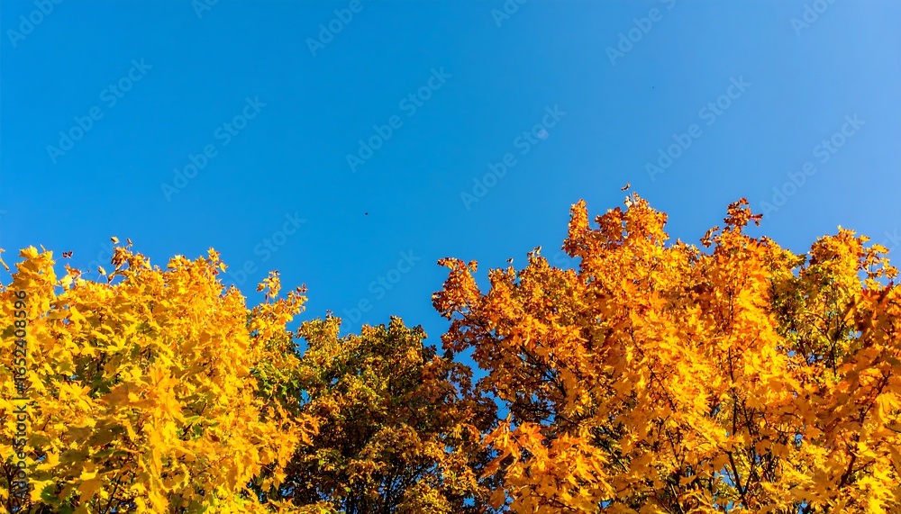 Fototapeta premium Autumn leaves against a clear sky