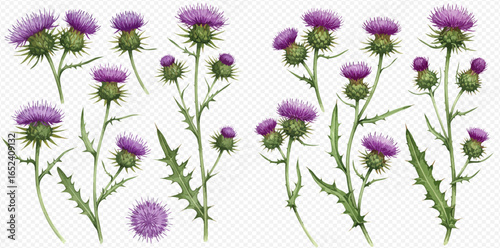 A beautifully illustrated collection of blooming purple thistle flowers with spiky green stems and leaves.