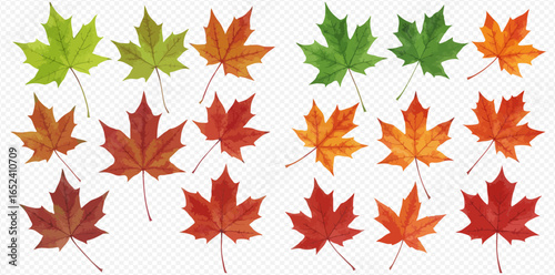 A collection of colorful maple leaves showing the seasonal transition from green to vibrant red and orange for autumn.