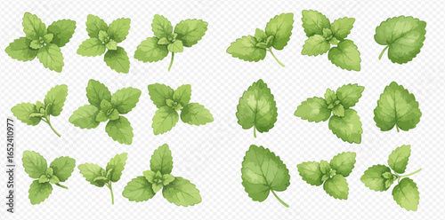 A collection of fresh green mint leaves and sprigs, depicted in a realistic watercolor style on a transparent background.