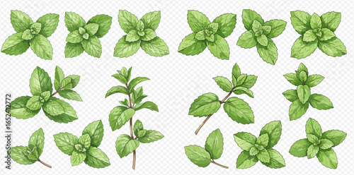 A beautiful collection of hand-drawn watercolor mint leaves, sprigs, and branches isolated on a transparent background.