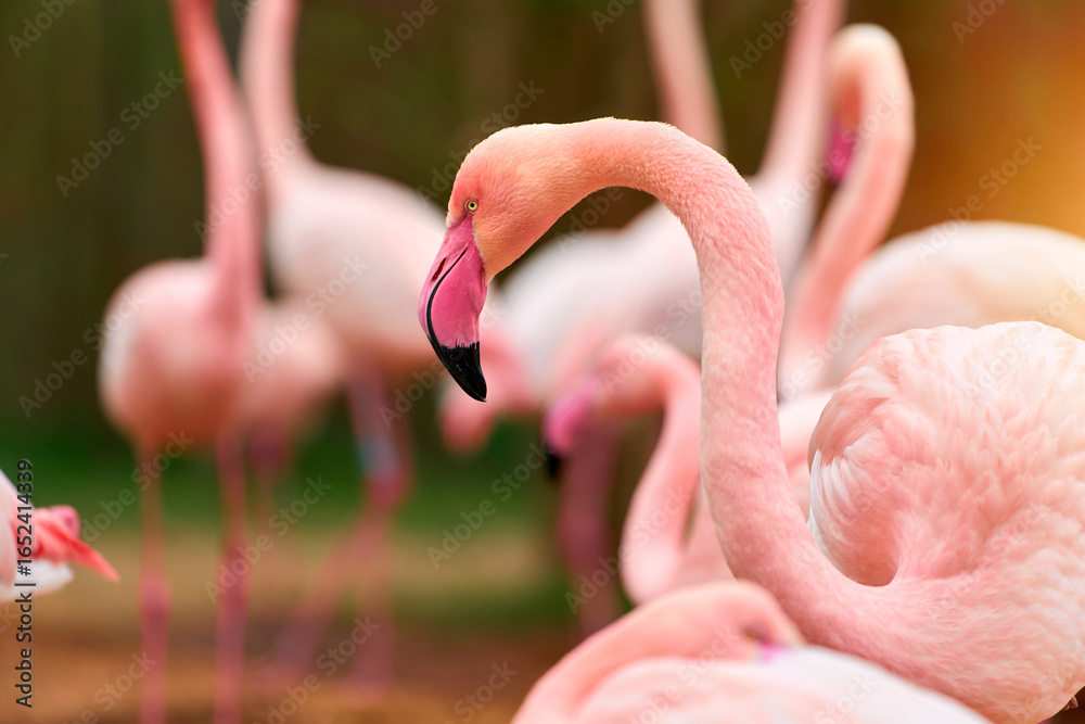 Naklejka premium Group of flamingos with one in focus