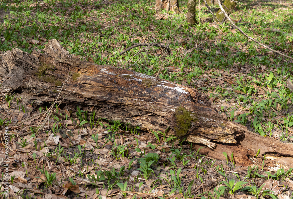 trees damaged as a result of natural disasters, damaged trunks from windstorms and windbreaks, close-up trees damaged as a result of natural disasters, damaged trunks from windstorms and windbreaks, close-up
