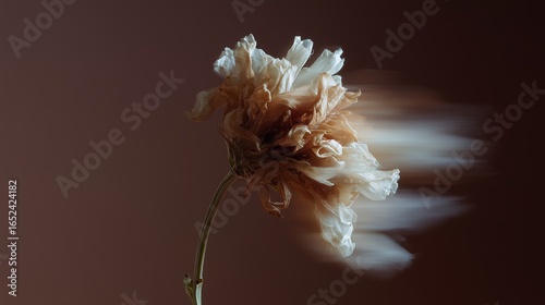 A withered flower stands gracefully, captured with motion blur against a rich brown background, evoking elegance and transience.