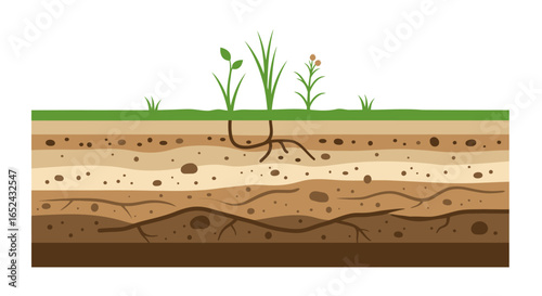 A crosssection of soil reveals layered earth  plant roots below grass