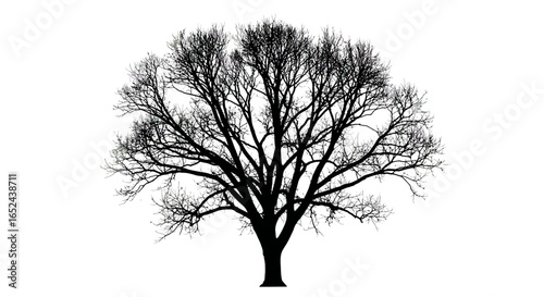Black tree with bare branches centered against a white background