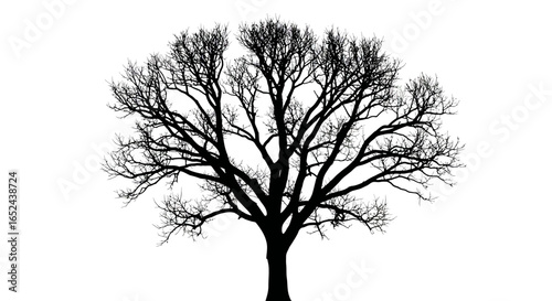 Silhouetted tree with bare branches against a white background its trunk visible