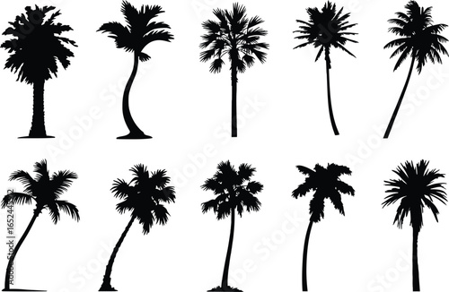 Palm Trees Silhouette Collection Variety of Shapes Isolated on White Tropical Exotic