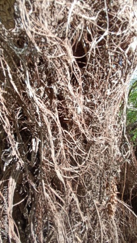 Tangled Aerial Roots of a Banyan Tree Creating a Natural Abstract Texture, Background