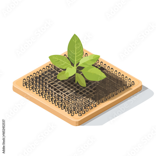 Basil Seed Isometric vector illustration with clean 3D perspective.