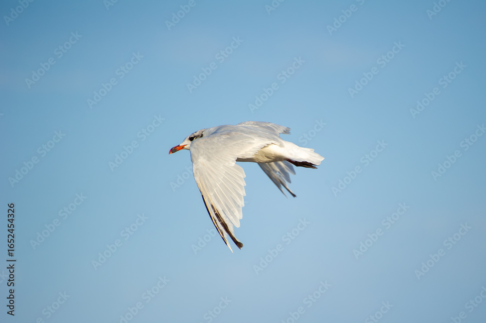 Fototapeta premium A seabird with a red beak soars gracefully through a clear blue sky.