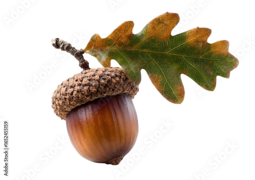 A close-up view of a single acorn attached to a vibrant green oak leaf, showcasing nature's beauty and the essence of autumn flavor.