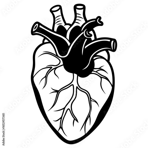 Anatomical human heart illustration with visible arteries and veins, symbolizing life and health