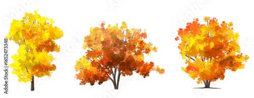 Vector side view ginkgo tree for environment scene in autumn,watercolor tree elevation for landscape concept,environment panorama scene,eco design