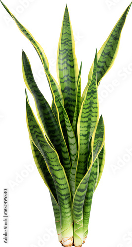 snake plant with transparent background