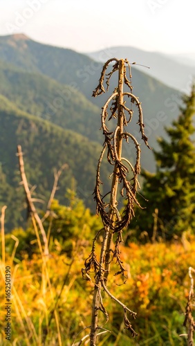 Dried plant against mountain backdrop