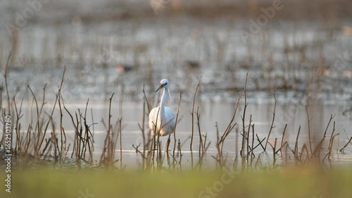 Little egret hunting at the water's edge, searching for food. Egretta garzetta. A little egret fishing by the lake.