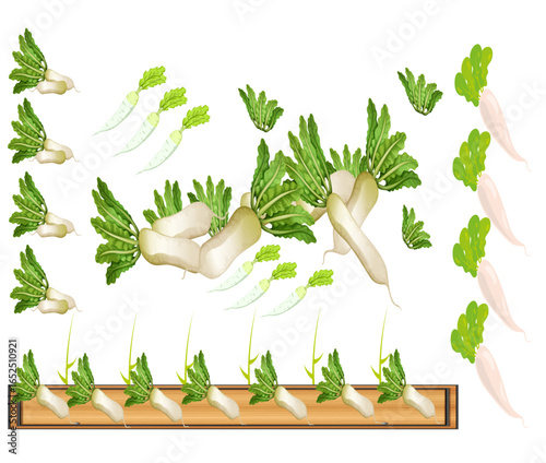  A Crisp Mildly Spicy Root Vegetable Popular in Asian Cuisine, Now Gaining Popularity in the USA for Salads Pickling, Stir-Fries and Healthy Eating