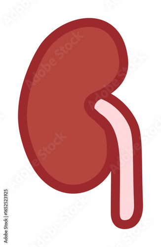 Left Kidney Anatomy Vector Illustration