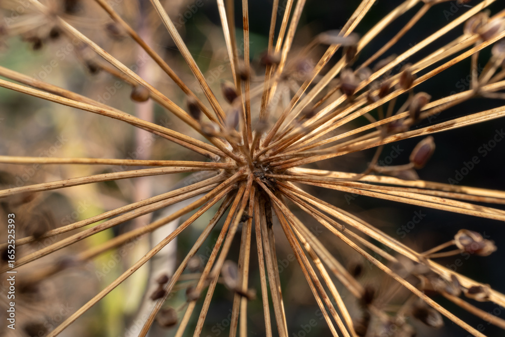 Fototapeta premium Dried dill in the garden