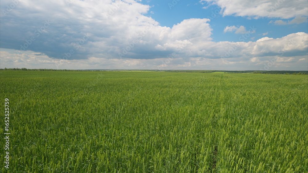 Fototapeta premium A Lush Green Field Spreads Under a Clear, Bright Blue Sky, Promising Peace and Beauty