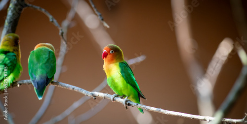 Parakeet at the bird park in France, Villars-les-Dombes