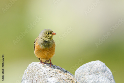 Ortolan bunting male alert perched
