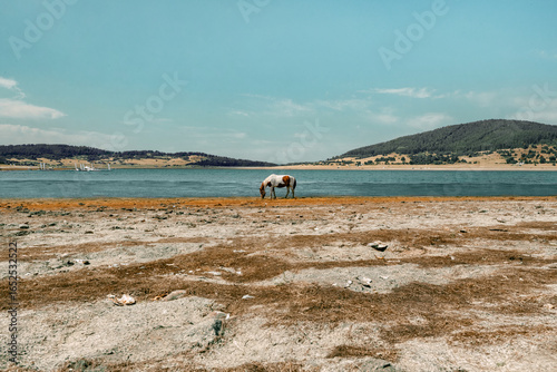 landscape of a horse on the coast