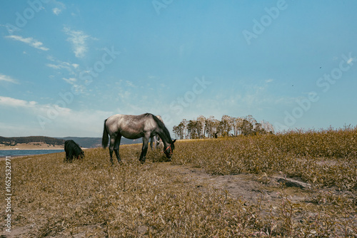 horse eating in the meadow