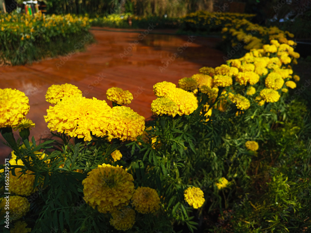 Fototapeta premium Bright Yellow Marigold Flowers in Bloom – Garden Landscape and Close-Up Views, Vibrant Yellow Marigold Blossoms – Floral Garden Photography Collection, Yellow Marigold Flowers in Full Bloom.