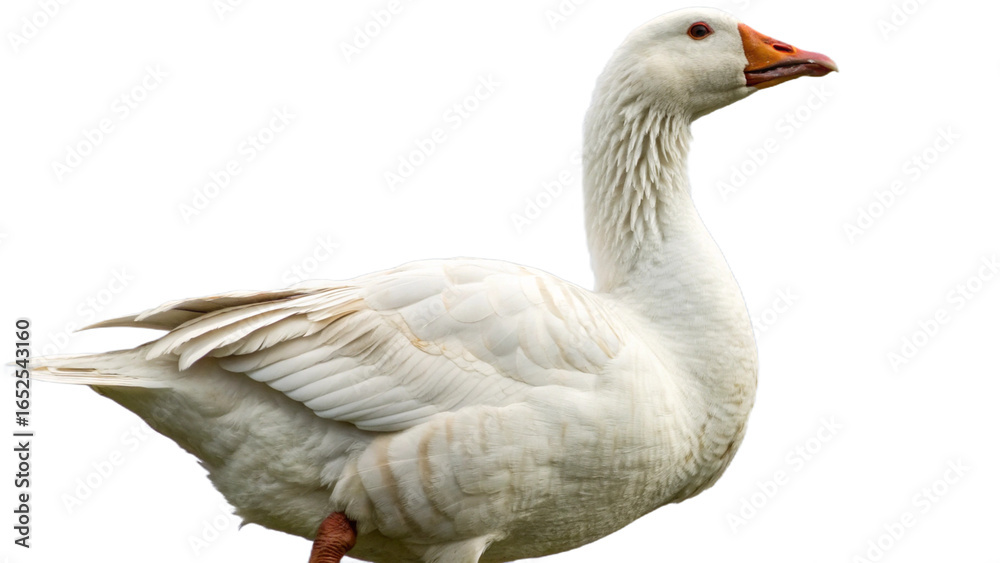High resolution image of a goose, transparent background High resolution image of a goose, transparent background