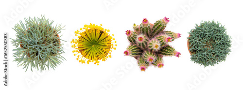 Landscape Plants Top View Collection, Garden Elements, Round Shape, Green Texture, Yellow Flower, Architecture Layout, Plan, Isolated - Transparent Background
