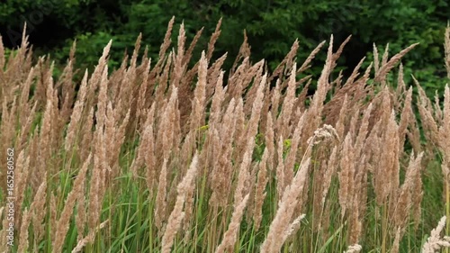 A light breeze rustles the blades of grass causing them to sway gracefully