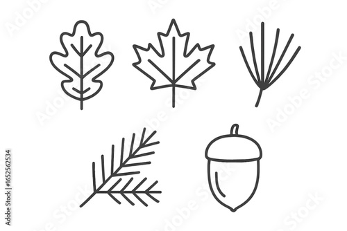 Forest foliage icon set vector. Simple line art illustration. Oak leaf, maple leaf, pine needle, fir branch, acorn. Autumn, fall, nature, woods, plant symbols.