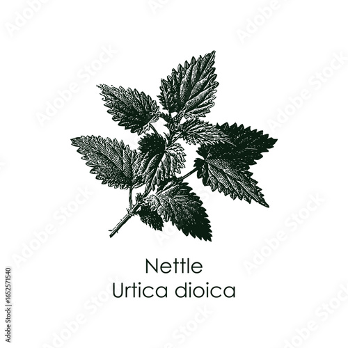 Detailed vector illustration of nettle leaves, scientifically known as Urtica dioica. The artwork highlights the intricate serrated edges and texture, perfect for educational and botanical purposes.
