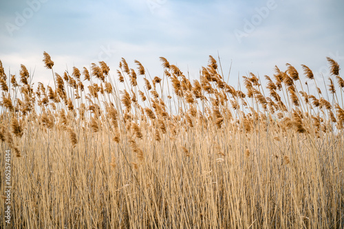 Golden Reeds Swaying in the Wind Under a Blue Sky