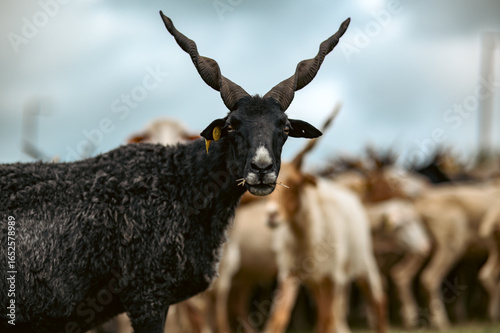 Majestic Hortobágyi Racka Sheep