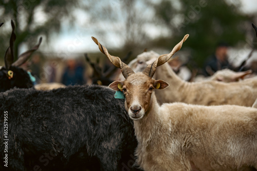 Hortobágyi Racka Sheep Close Up