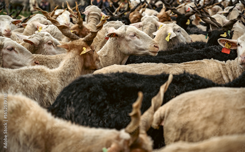 Fototapeta premium Hortobágyi Racka Sheep Close Up