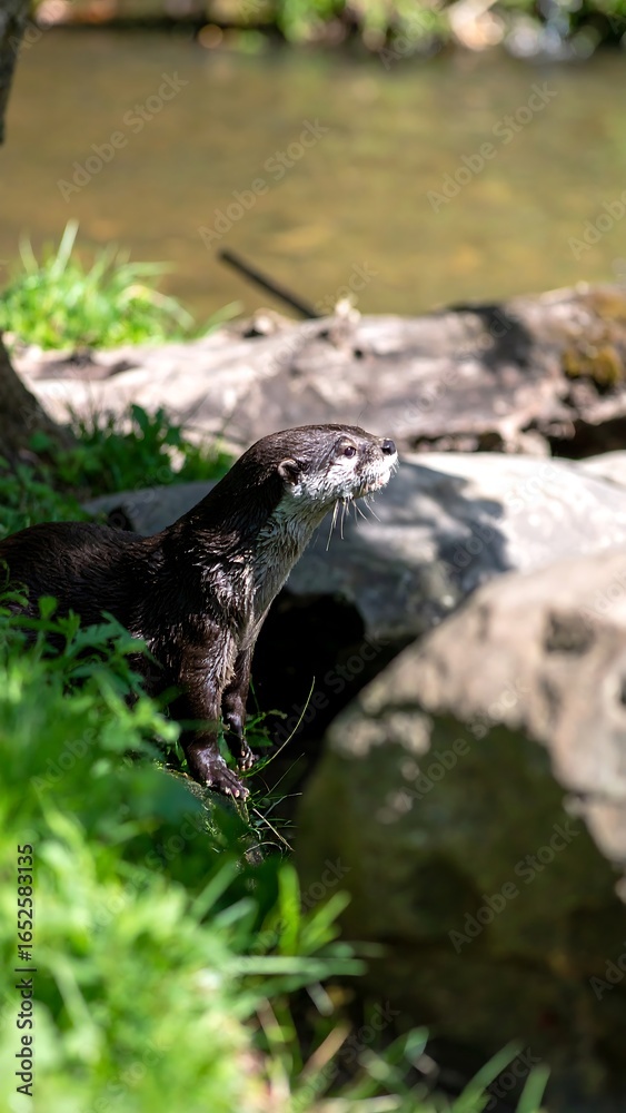 Obraz premium A dark-furred otter perches on a riverbank, alert and watchful, amidst lush green vegetation