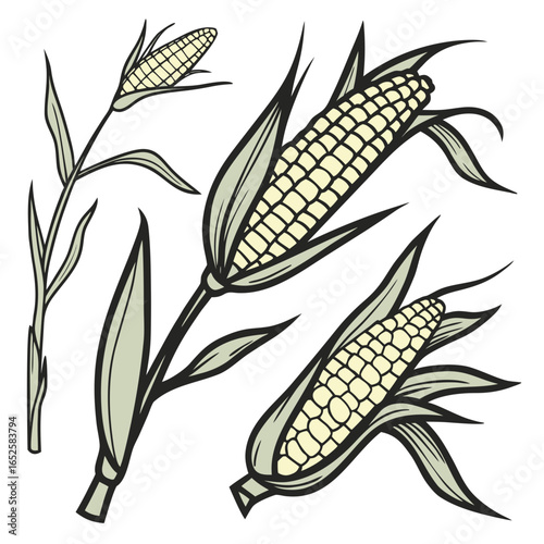 Illustration of corn on the cob, a staple food and important agricultural crop, isolated on white background