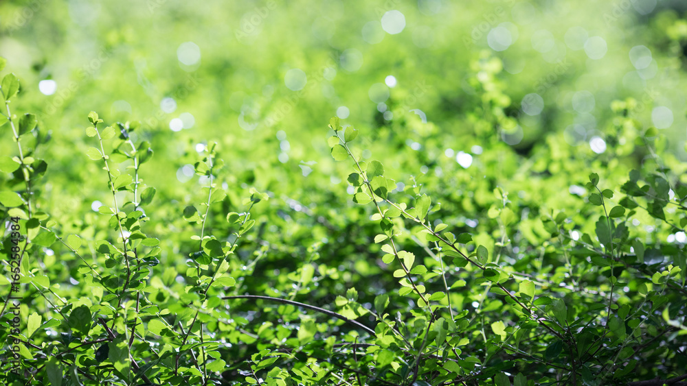 Obraz premium 夏天阳光下逆光的绿色灌木丛