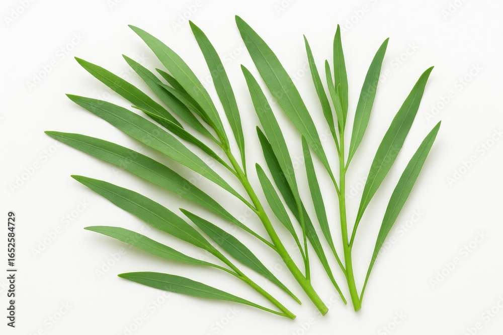 Obraz premium White background featuring tarragon leaves