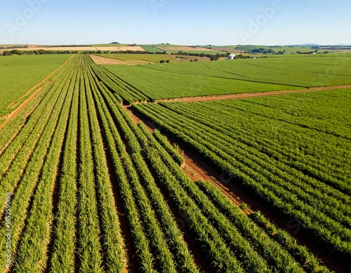 Aerial vista of meticulously cultivated sugarcane plantations under a serene blue sky landscape