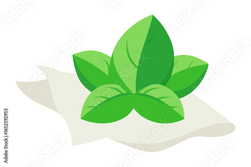 fresh basil bunch with green cabbage on white clot 