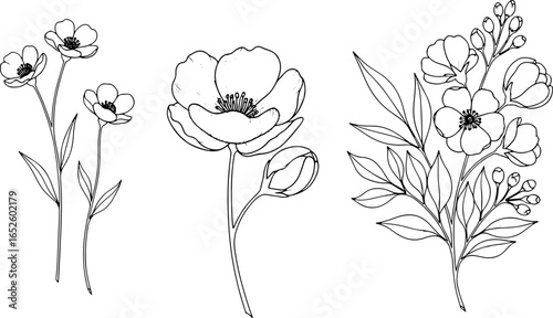 Elegant botanical illustration featuring delicate poppy flowers and slender leaves in a simple line art style