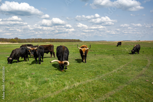 Hungarian Heck Cattle Grazing in Hortobágy
